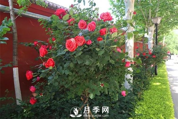 藤本月季長(zhǎng)得越大開花越多嗎？(圖1)