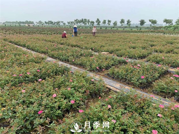 月季盆土可頻繁換？(圖1)