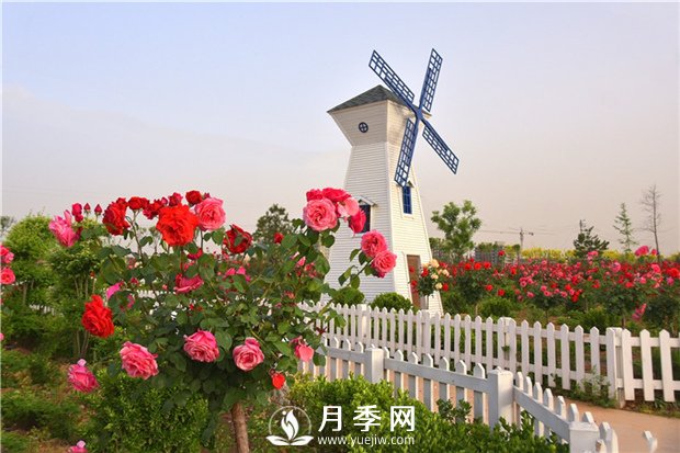  追肥，補(bǔ)充養(yǎng)分“催”花(圖1)