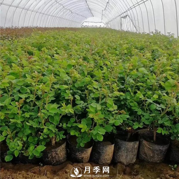 為什么說讓月季小苗開花不好？(圖1)