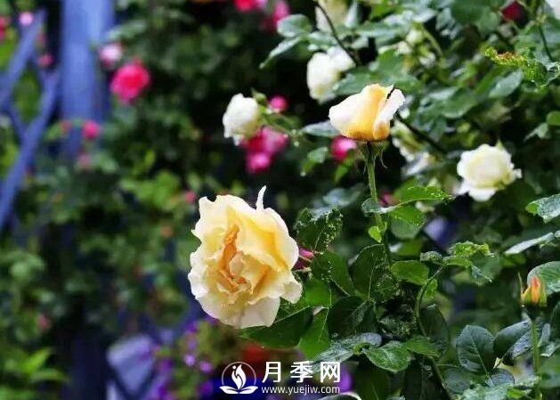 月季什么時候進(jìn)行冬剪？你知道嗎(圖1)