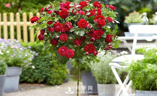 南陽盆栽樹狀月季應該怎樣養(yǎng)護？(圖1)