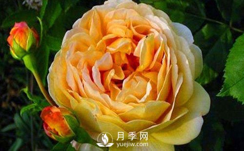 月季基地告訴你這四個原因容易導(dǎo)致樹狀月季枯死(圖1)