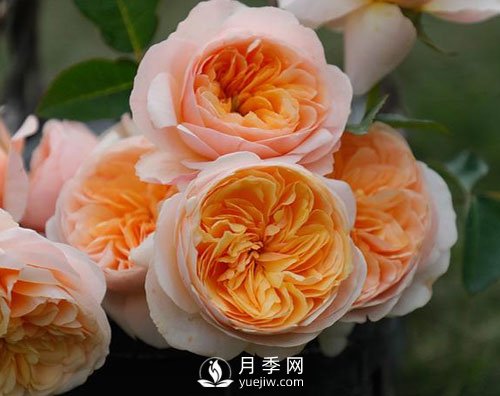 南陽(yáng)月季已有千年歷史，外國(guó)人都知道，但許多人不知道！(圖1)