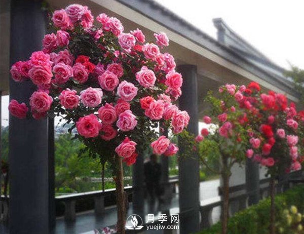 種植和管理樹(shù)狀月季中需要注意的幾點(diǎn)，你知道嗎？(圖1)