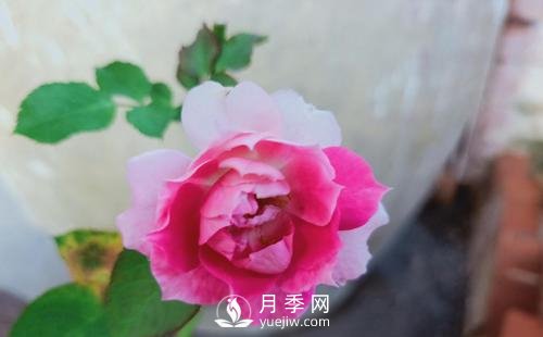 栽種南陽(yáng)月季時(shí)如何防止蒂腐病病害？(圖1)