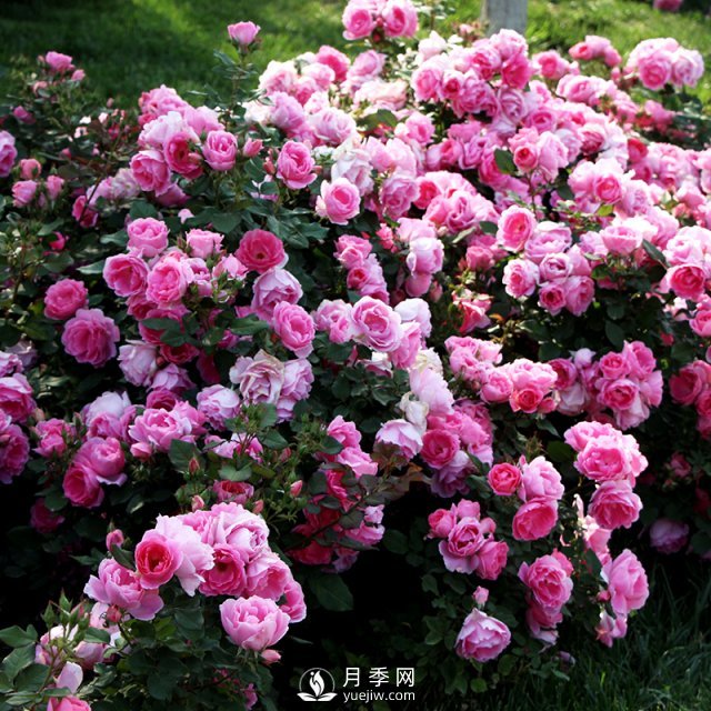 月季的繁殖方式有哪些？南陽(yáng)石橋月季告訴你(圖1)