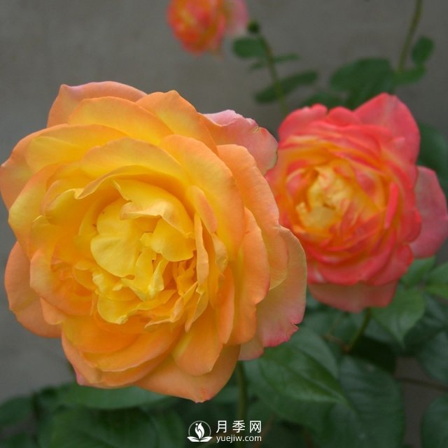 如何種植月季黃金盛典？(圖1)