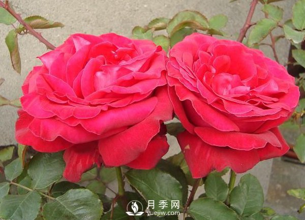月季苗培養(yǎng)常識主要有哪些？(圖1)