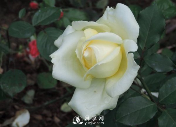 月季?；ū９夹g(shù)(圖1)