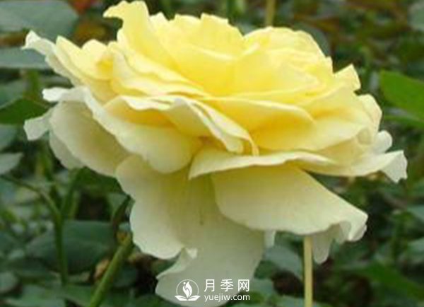 月季成長中后期病蟲害防治 丸子(圖1)
