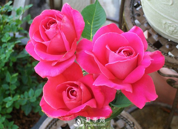 月季在冬天長(zhǎng)筍芽好不好？應(yīng)該如何處理？(圖1)