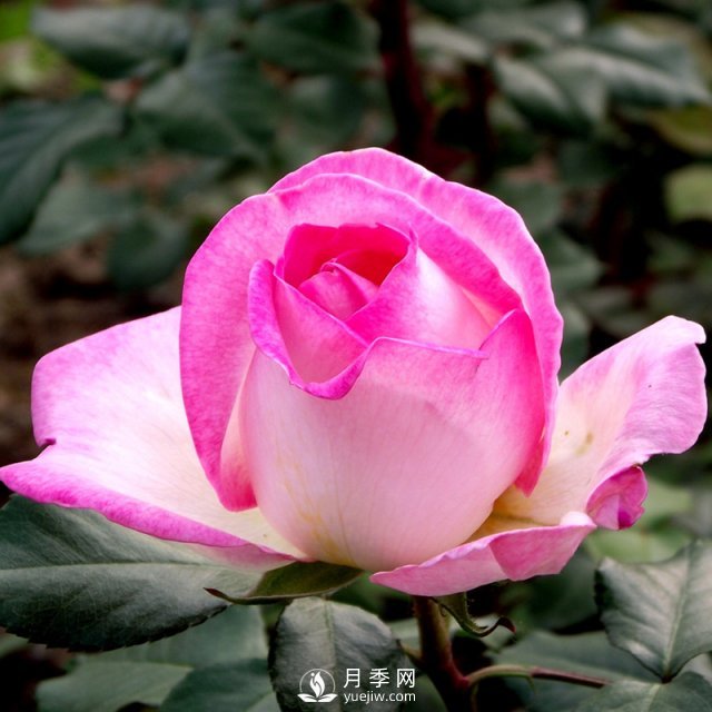 月季基地教您幾招月季花修剪的小妙招！快來看看吧！(圖1)