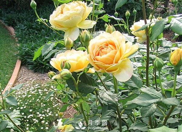 藤本月季花怎樣才能長強(qiáng)變壯呢？(圖1)