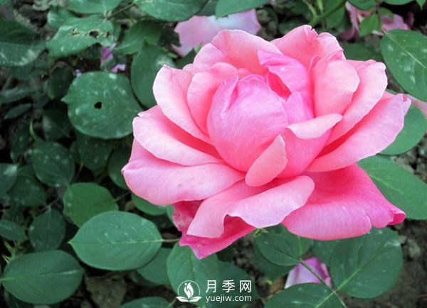 藤本月季的養(yǎng)殖方法有哪些？(圖1)