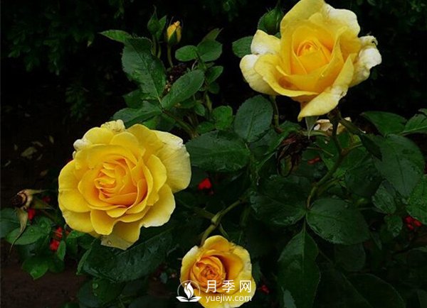 怎么種植月季？有什么栽培要點(diǎn)需要了解的？(圖1)