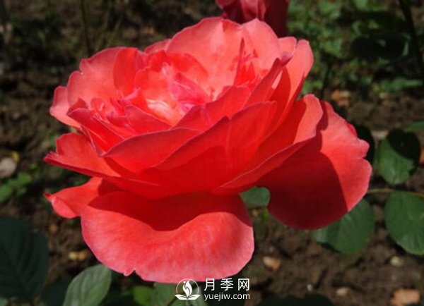 月季雖然喜光，但光線過強(qiáng)對花蕾發(fā)育不利！(圖1)