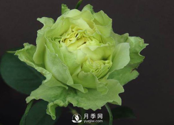 注意：月季養(yǎng)護不當(dāng)會變得越來越小(圖1)