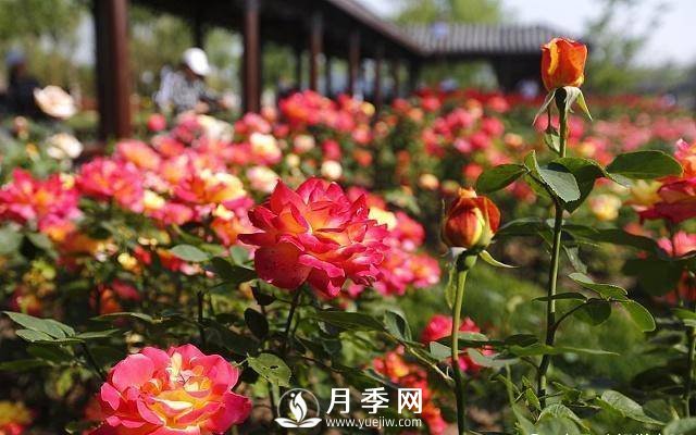 自己動(dòng)手學(xué)月季花剪枝，一步一步修，新手也能做得好(圖1)