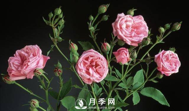 自己動(dòng)手學(xué)月季花剪枝，一步一步修，新手也能做得好(圖2)
