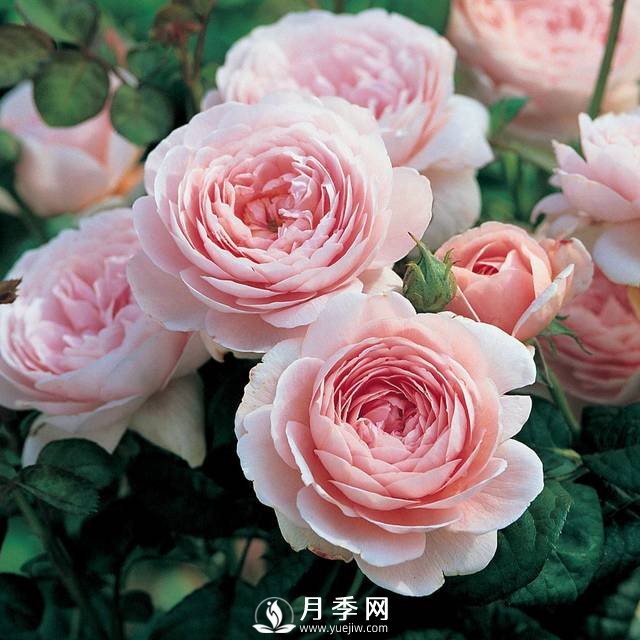  月季雨后超多紅蜘蛛 你就這樣解決！(圖1)