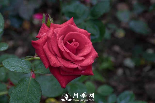 夏天月季怎么養(yǎng)？先從修剪開(kāi)始，有了動(dòng)力陽(yáng)臺(tái)變成“小花園”(圖1)