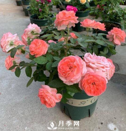 如何養(yǎng)護(hù)盆栽月季？施肥是關(guān)鍵(圖1)