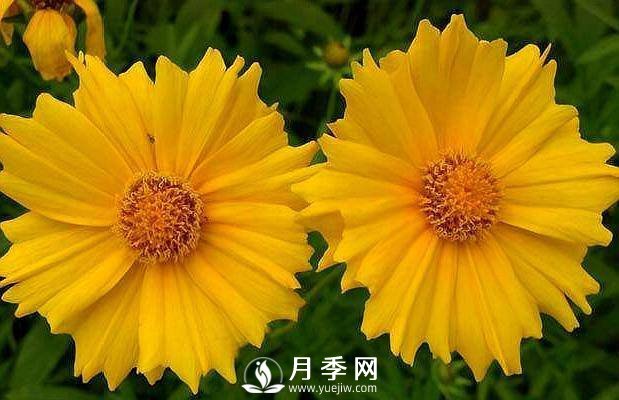 養(yǎng)盆“它”，比皇帝菊好看，比月季好養(yǎng)，花開120天。(圖1)