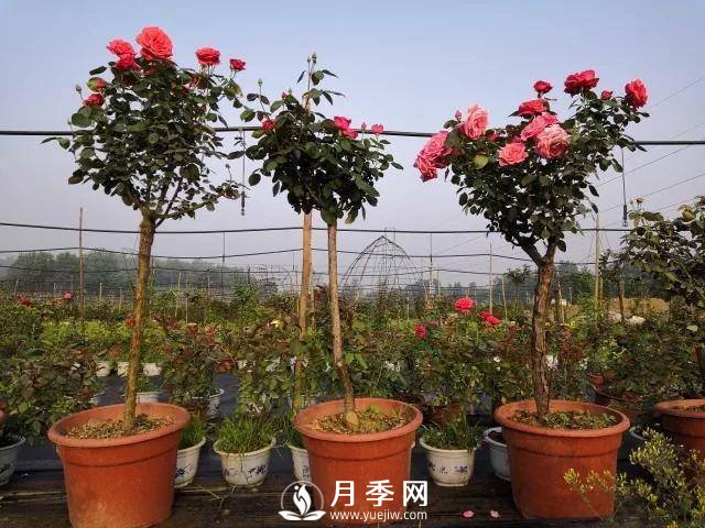 夏季月季日常管理，如何讓花開不斷？(圖1)