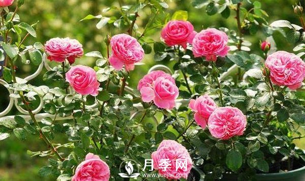 夏季月季花開的越來越小怎么辦？(圖1)