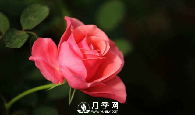 月季，又叫月月紅，花中皇后，四季常開(圖1)