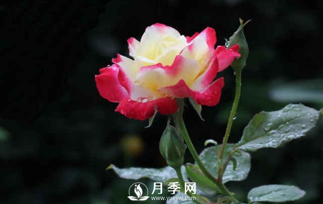 月季，又叫月月紅，花中皇后，四季常開(圖4)