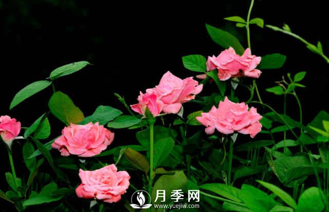 月季，又叫月月紅，花中皇后，四季常開(圖2)