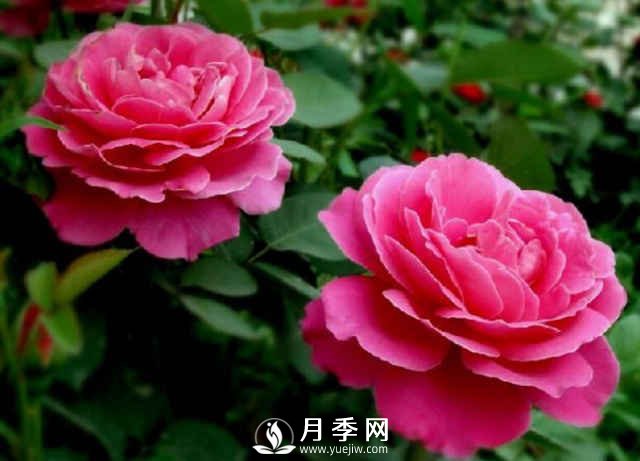 月季，又叫月月紅，花中皇后，四季常開(圖3)