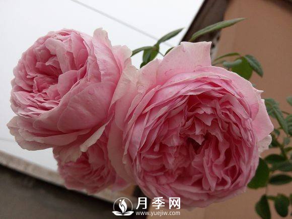 春季月季發(fā)芽后如何管理，才能開花多且顏色艷麗好看(圖1)