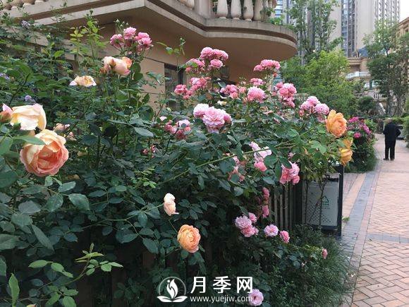 別人家的小區(qū)各色月季盛開 從來沒讓我失望！(圖2)