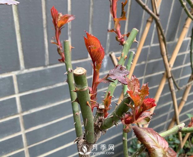春節(jié)的月季芽芽怎么養(yǎng)護(hù)呢？(圖1)
