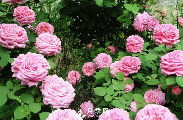 怎樣使月季每月都開(kāi)花？日照一定要長(zhǎng)(圖1)