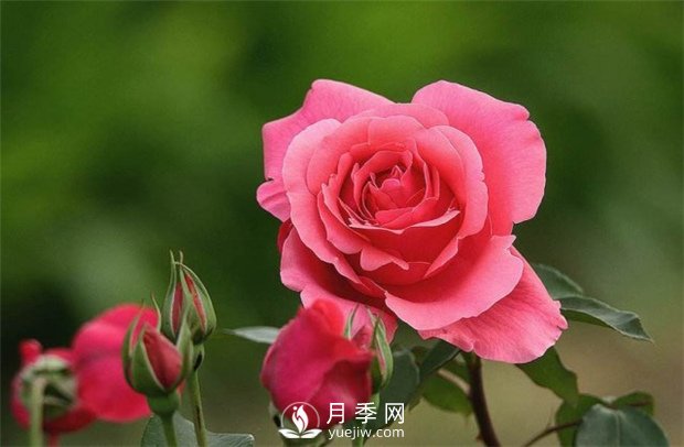給盆栽月季樹(shù)選盆也有必定的技巧(圖1)