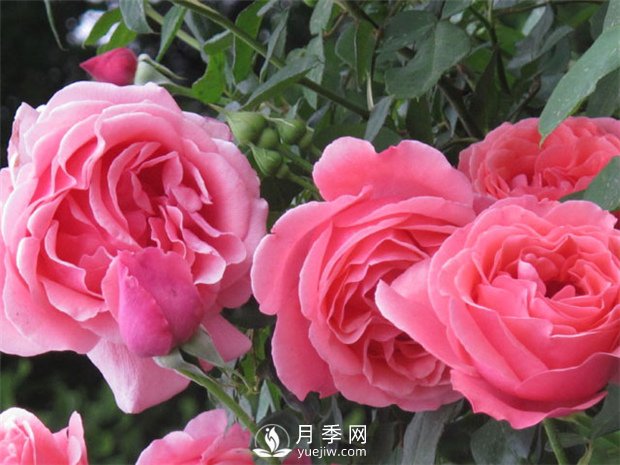南陽月季的種類適應性強深受人們的喜歡(圖1)