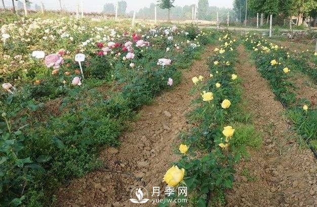 盆栽月季冬季怎么養(yǎng)護(hù)防凍(圖1)