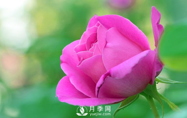 月季的形態(tài)特征是怎樣的？(圖1)