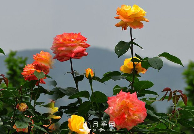 欣賞月季的成長習(xí)性(圖1)