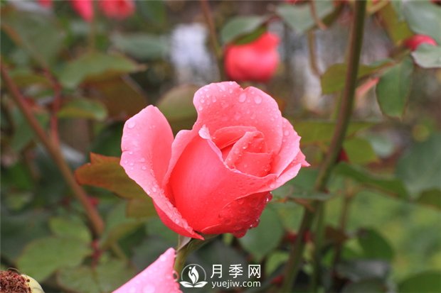 月季苗木的管理技術(圖1)