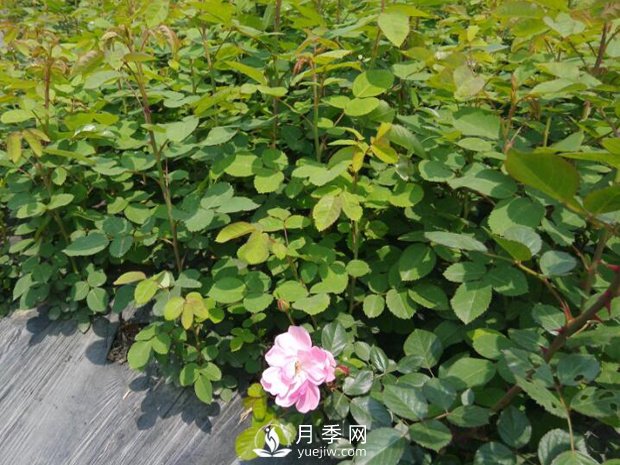 月季苗圃占了永久基本農(nóng)田，會不會被罰？(圖1)