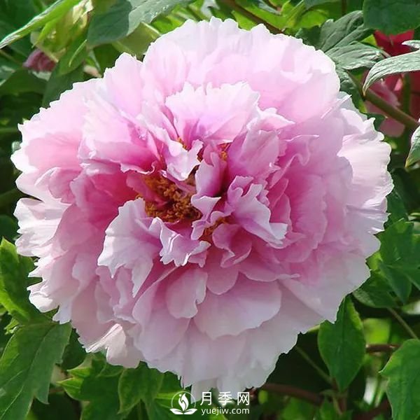 牡丹花中之王，推薦8個(gè)品種**驚艷到你(圖5)