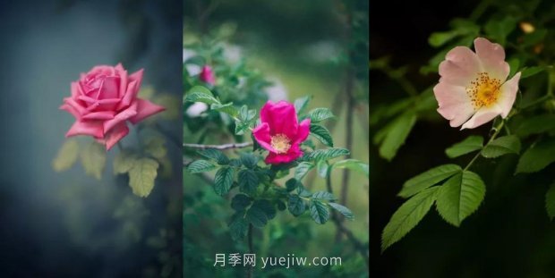 關(guān)于玫瑰花的這些冷知識你知道幾條？(圖1)