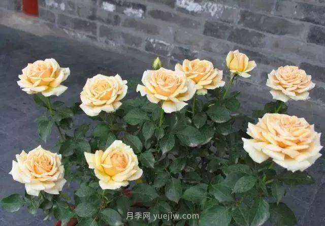 夏天月季養(yǎng)護4大“禁忌”要牢記，一定要注意(圖1)