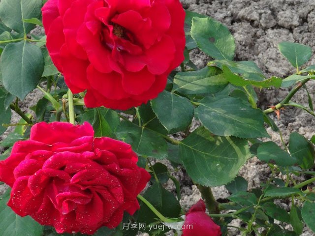 香魔84月季的優(yōu)缺點是什么？(圖1)