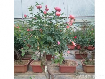 粉扇樹(shù)狀月季開(kāi)花前應(yīng)施磷肥和鉀肥